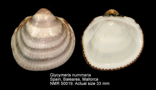 Glycymeris nummaria (2).jpg - Glycymeris nummaria(Linnaeus,1758)